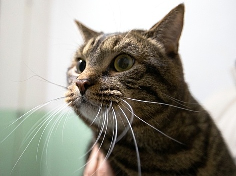 S7 разрешила перевозку толстого кота Виктора