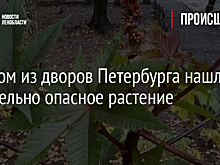 В одном из дворов Петербурга нашли смертельно опасное растение