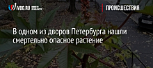 В одном из дворов Петербурга нашли смертельно опасное растение