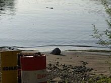 Жители Красноярского края опасаются за реку Казыр - источник питьевой воды