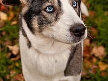 В Ижевске пройдет благотворительная выставка собак из приюта «Zooрай»