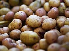 В правительстве оправдали рост цен на картофель
