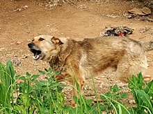 Число заболевших бешенством животных в Удмуртии уже превысило показатель за весь прошлый год