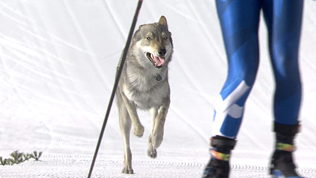 В командном спринте на Олимпиаде финишировала собака