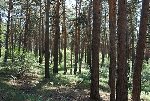 Омичка бросила окурок и спалила более 10 га леса — размер ущерба составил 64 млн рублей