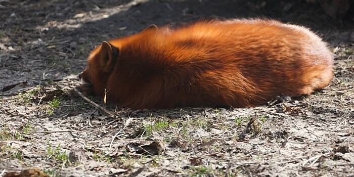 В Москве полицейские спасли лисенка