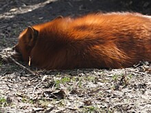 В Москве полицейские спасли лисенка