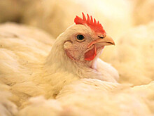 Жители Тюмени две недели жалуются на запах сгоревшей курицы