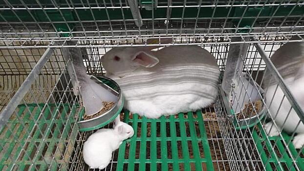 Спрос на подмосковных кроликов оказался высоким. Поголовье увеличат до 10 000