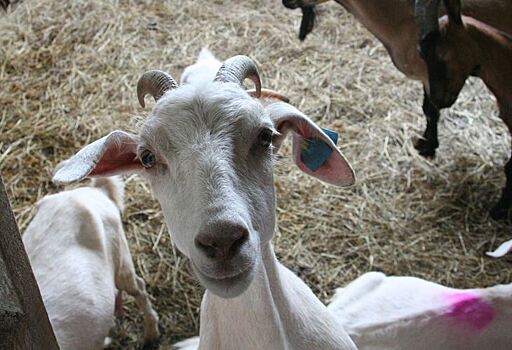 Промышленным разведением племенных альпийских коз занимаются удмуртские фермеры