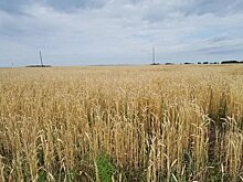 На 38 процентов увеличилось агрострахование посевов от ЧС в этом году