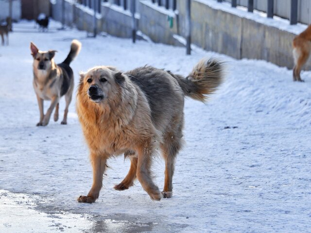Бродячие собаки напали на девушку в оренбургском Орске
