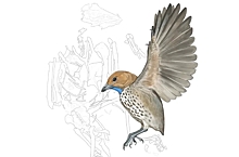 «Странную» доисторическую птицу назвали в честь натуралиста Аттенборо