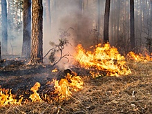 В Зауралье вынесли приговор чиновнице по делу о лесных пожарах