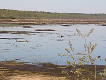 В Кезском районе Удмуртии высыхает местный пруд