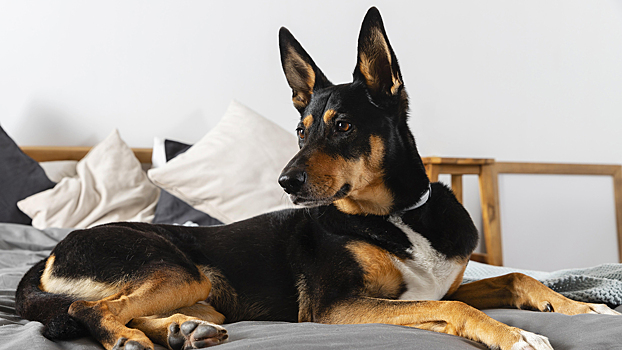 Учёные назвали породы собак, которые живут дольше остальных