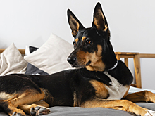 Учёные назвали породы собак, которые живут дольше остальных