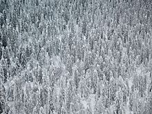 Стала известна роковая ошибка туристов Усольцевых, пропавших в тайге