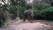Разъяренный слон растоптал гида в Таиланде после того, как его дернули за хвост