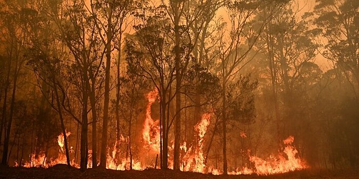 Лесные пожары коснулись 75% австралийцев