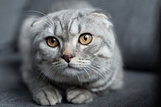 В Кирове продают кошку за почти 1,5 млн рублей