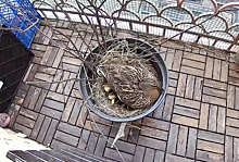 В Химках утка вывела птенцов на балконе ЖК