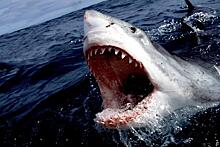 Дайверу во Флориде удалось заглянуть в пасть тигровой акуле и не пострадать