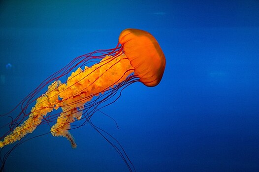 Биолог рассказал, как себя вести при встрече с медузами
