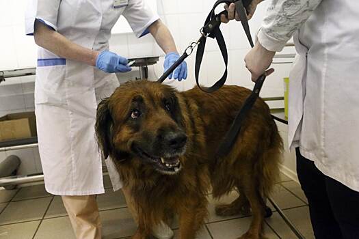 Жители Марьина могут получить консультацию в контакт-центре ветеринарной службы