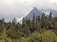 Экологи узнали о незаконной вырубке лесов Кавказа на особо защищенных территориях