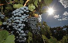 Путин подписал закон о виноградарстве и виноделии