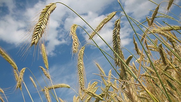 Воронежская область может лишиться льгот на перевозку зерна