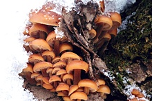 Зимой за грибами в Подмосковье советуют ходить с топором. Почему?