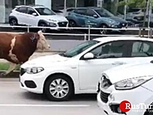 По улицам турецкого Орду несколько часов бегал бык