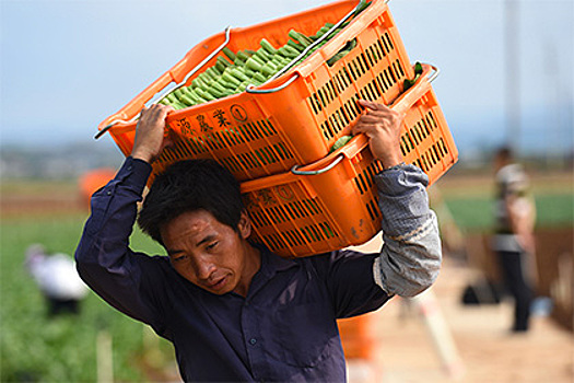 В Госдуме поддержали аренду сибирских земель китайцами