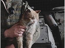 Новосибирские танкисты рассказали о подвигах кота-героя Василия