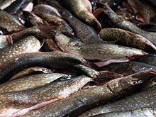 Астраханские предприятия нашли новые возможности для развития