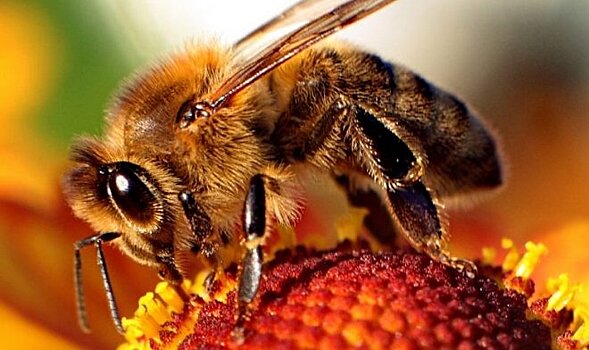 Пчелы-роботы предотвратят вымирание насекомых