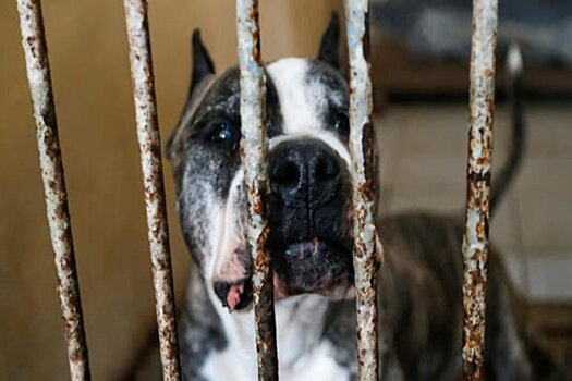 Депутаты Башкирии хотят приравнять бойцовских собак к источникам повышенной опасности