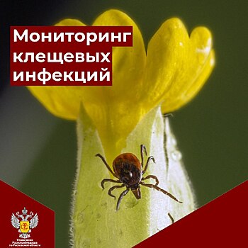 После контакта с животными: на Дону выявили опасные клещевые инфекции