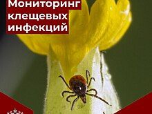 После контакта с животными: на Дону выявили опасные клещевые инфекции