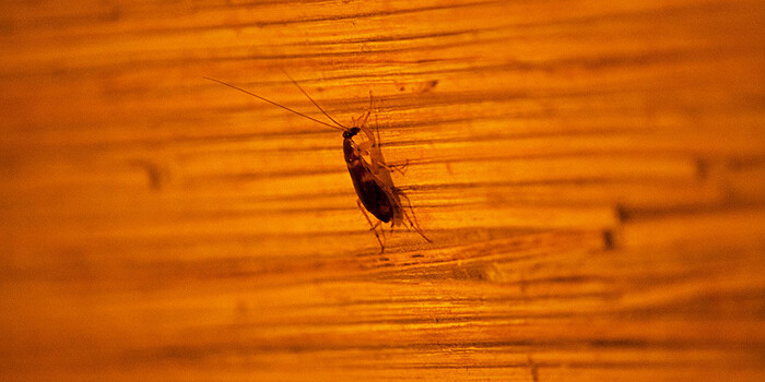 Биолог назвал условия полного избавления от тараканов в доме. ЭКСКЛЮЗИВ
