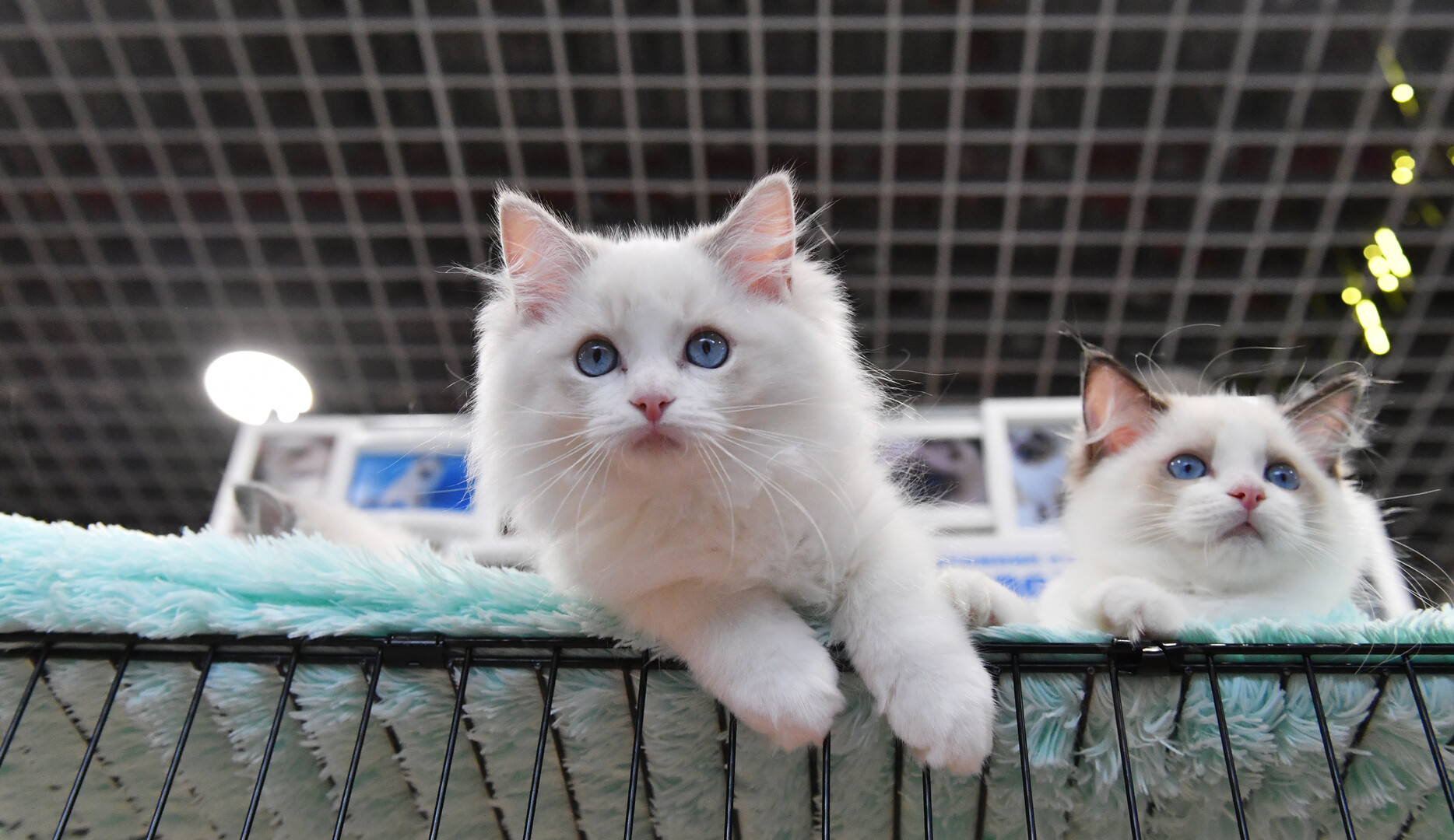 Ученые активно работают над созданием интернета для животных