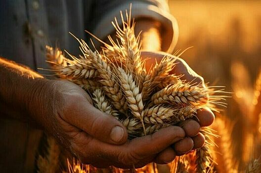 Кабмин попросят обнулить экспортные пошлины на зерно