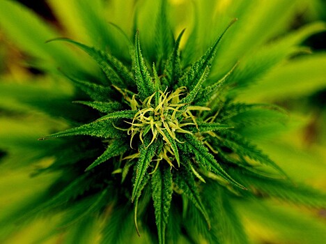 Ученые опровергли мифы о медицинской пользе марихуаны