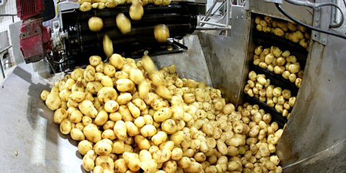 Росстандарт планирует лишить картофель "свежести"
