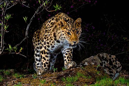 Леопард прошел 300 километров до родных земель в Приморье