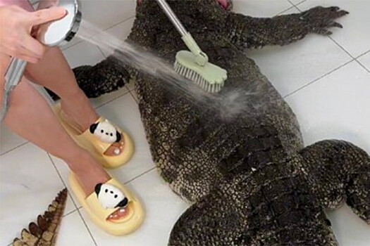 В соцсетях осудили блогера, приготовившего крокодила на камеру