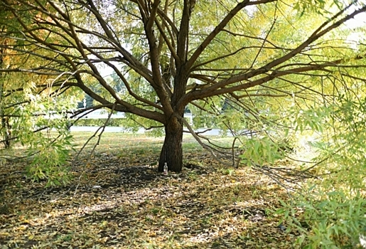 В Омске на вырубку и «омолаживающую обрезку» деревьев потратят более миллиона