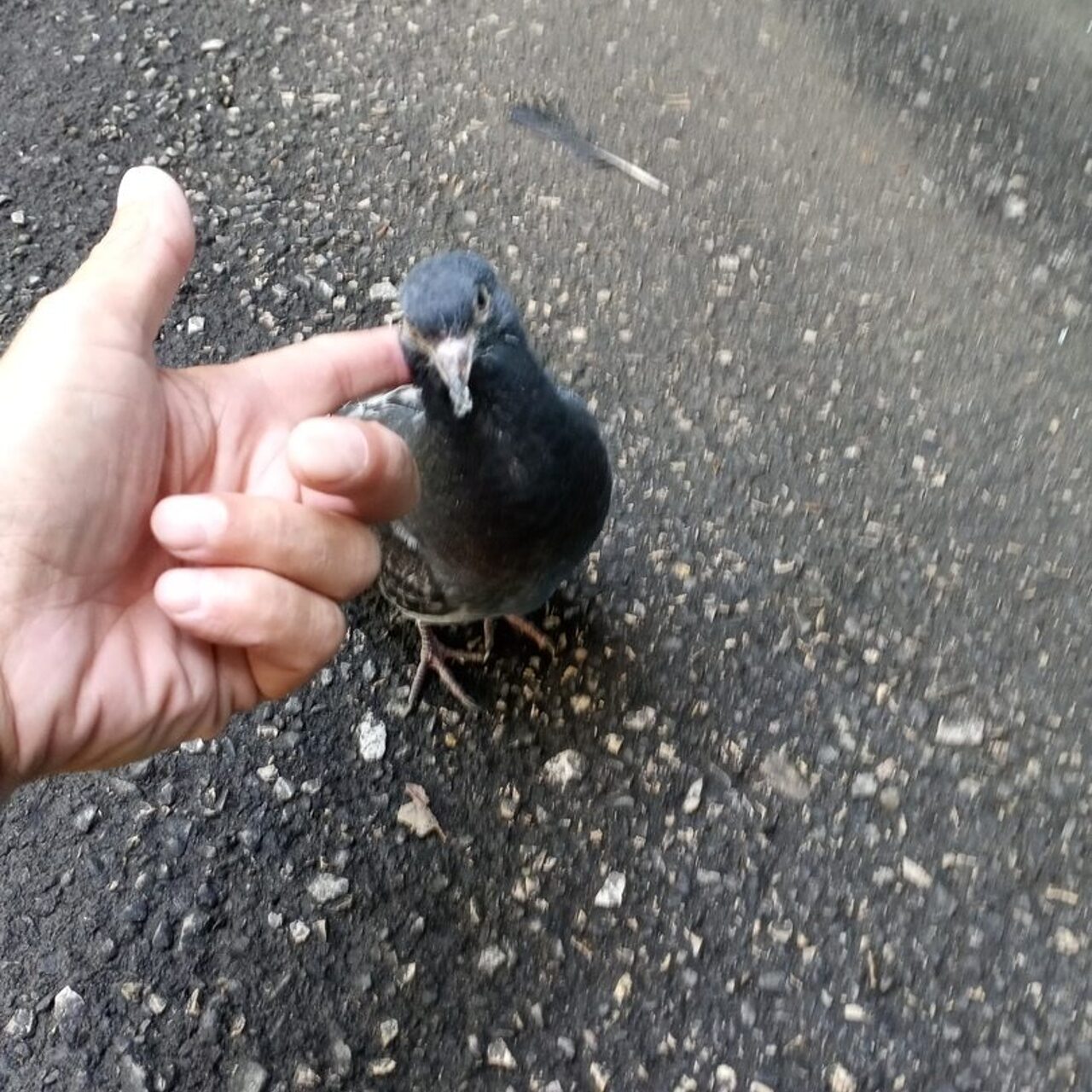 Голубь. Странный голубь